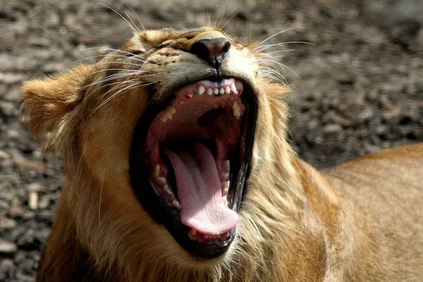Lev Nebezpečné Zvíře Přírodě — Stock fotografie