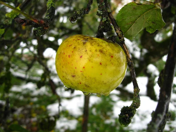 Maçãs Maduras Árvore — Fotografia de Stock