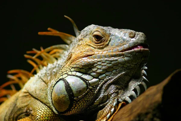 Dzikie Zwierzę Gadów Iguana — Zdjęcie stockowe