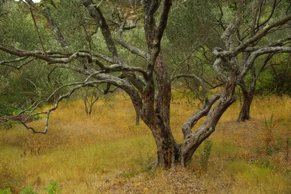 Olive Tree Nature Flora — Stock Photo, Image