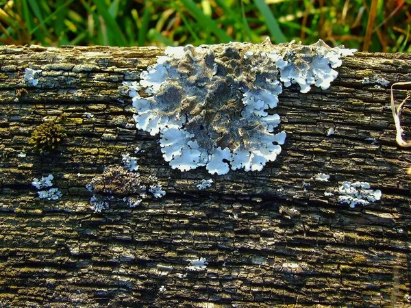 Lichen Dřevěné Lavičce — Stock fotografie