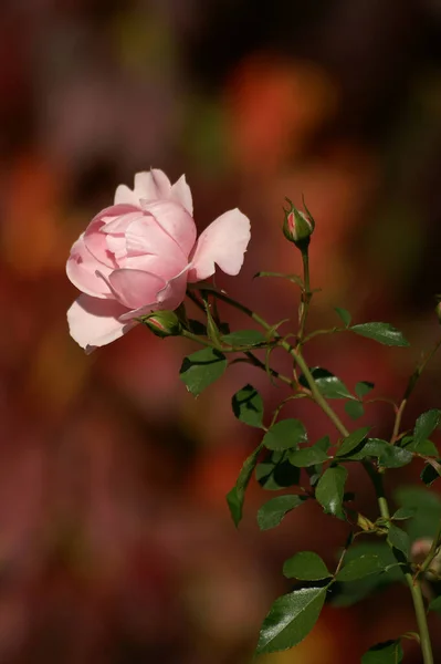 Rosa Pétalas Flores Flora — Fotografia de Stock