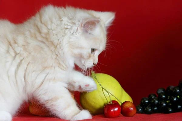 Kat Kitten Een Rode Achtergrond — Stockfoto