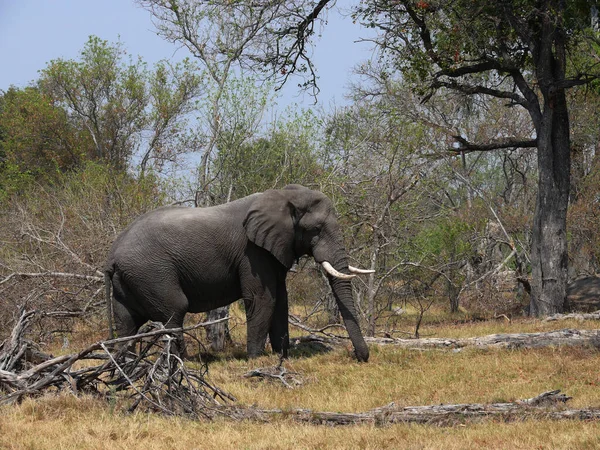 Éléphant Dans Parc National Kruger Afrique Sud — Photo