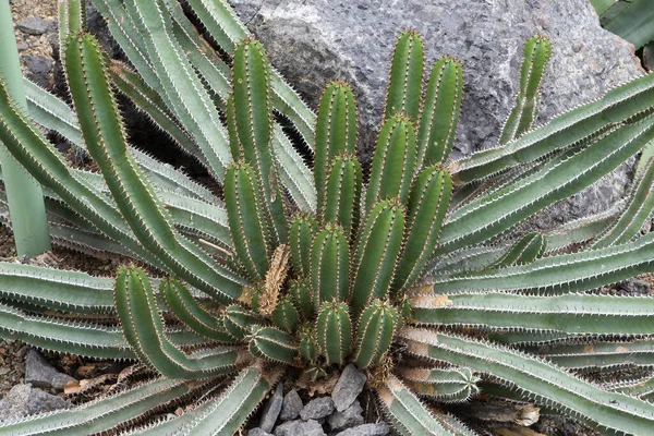 熱帯性植物植物植物植物サボテン — ストック写真