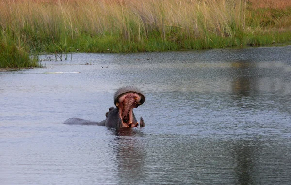 Hipopótamo Agua —  Fotos de Stock
