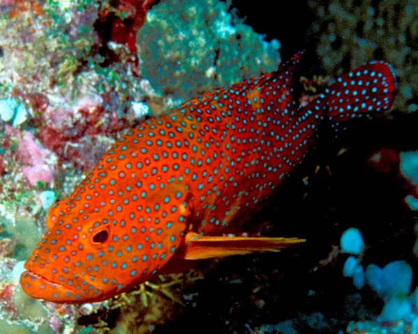 Scenic View Underwater World — Stockfoto