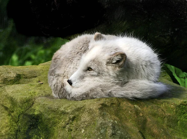 Ice Fox Zorro Piel Blanca — Foto de Stock