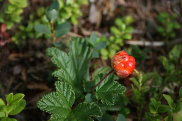 Molte Berries Can Found North Moorish Peaty Forest Areas Delicacy — Stock Photo, Image
