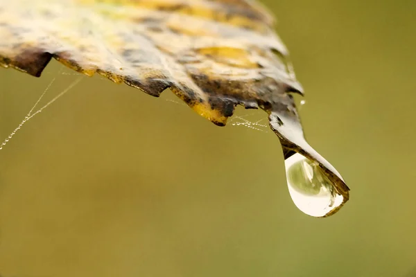 Autumn Leaf Raindrops — Stock Photo, Image