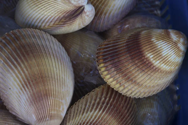 Meeresmuscheln Muscheln — Stockfoto