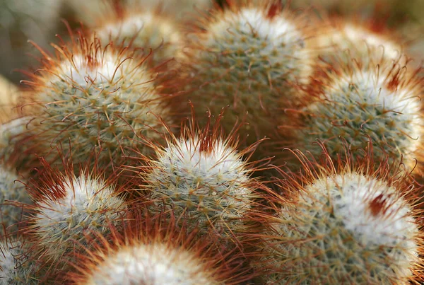 Kaktus Kaktusowa Flora — Zdjęcie stockowe