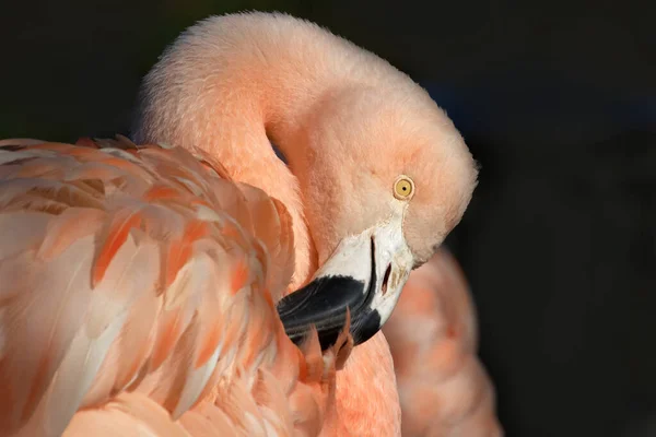 Vue Panoramique Belle Oiseau Flamant Rose Nature — Photo