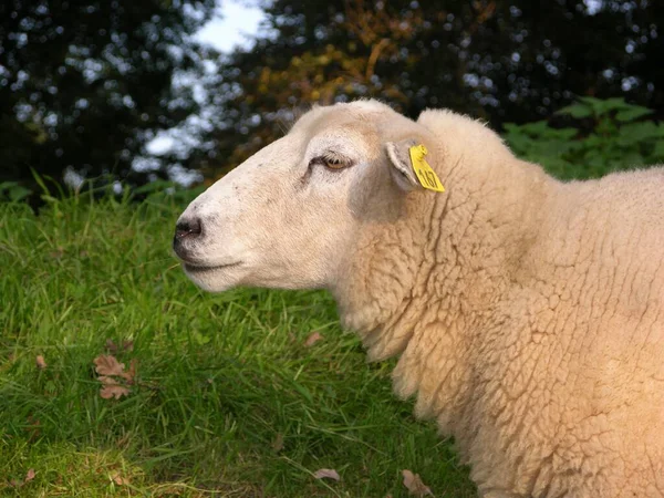 Schafe Auf Der Weide — Stockfoto