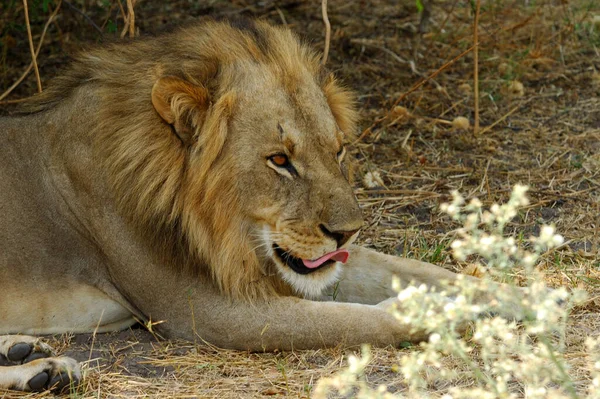 Löwe Gefährliches Tier Der Natur — Stockfoto