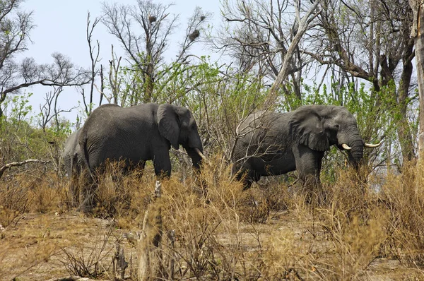 Elefantes Savannah Elefantes Deserto — Fotografia de Stock