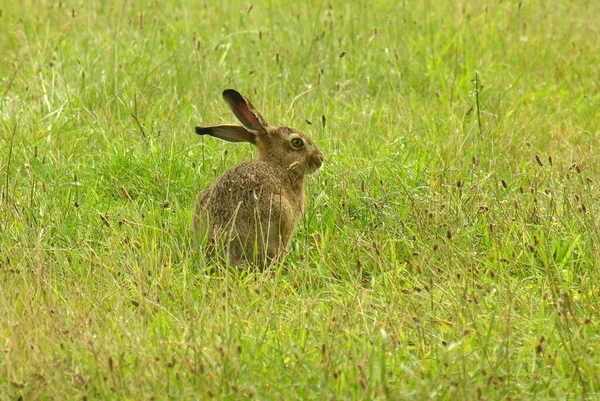 可愛いウサギの写真 — ストック写真