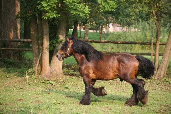 Chevaux Extérieur Jour — Photo