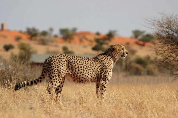 Beautiful Cheetah Big Cat Savannah Wild Animal — Stock Photo, Image