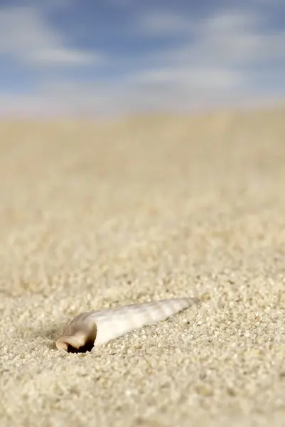 Sea Shells Beach — Stock Photo, Image