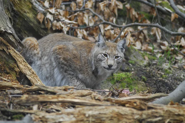 Lince Predatore Felino Grosso Gatto — Foto Stock