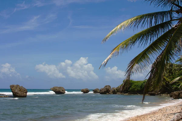 Wschodnie Wybrzeże Barbadosu — Zdjęcie stockowe