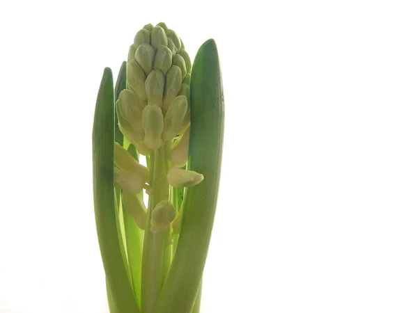 Close Uitzicht Mooie Bloeiende Hyacint — Stockfoto