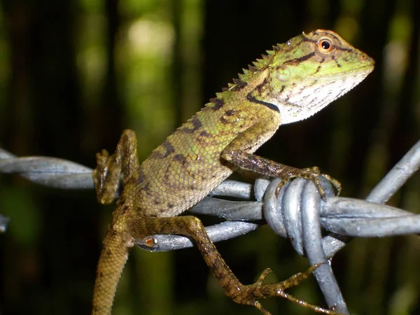 Camaleonte Animale Lucertola Tropicale Rettile — Foto Stock