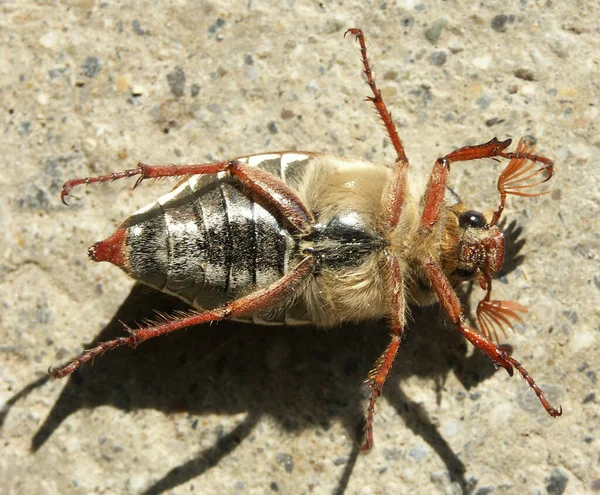 Close Bug Natureza Selvagem — Fotografia de Stock