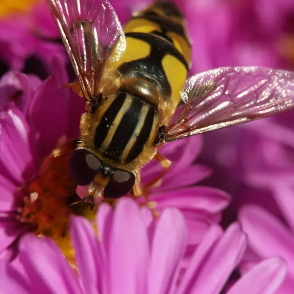 Mouche Flottante Sur Tronc Nectar — Photo