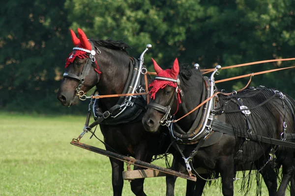 昼間は屋外の馬 — ストック写真