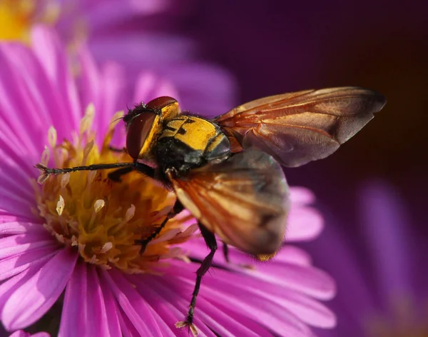 Bedbug Fly Astern Blossom — Stock Photo, Image