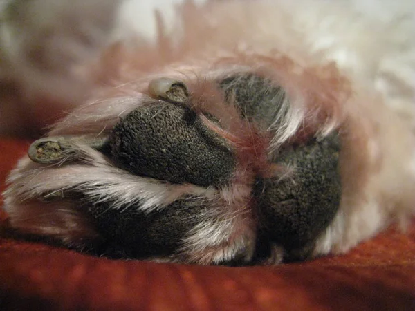 Tiro Livre Cães Bonitos — Fotografia de Stock