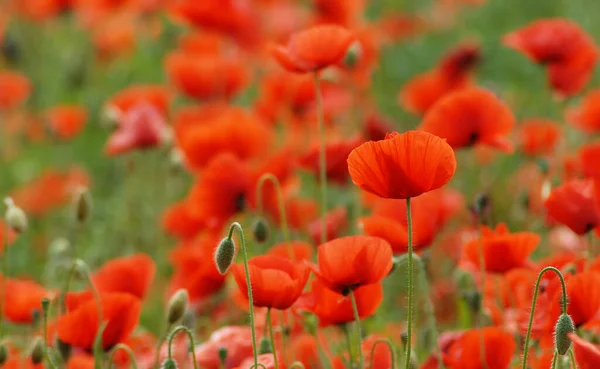 Gewoon Een Kleine Groet Aan Iedereen Die Zomer Terug Wil — Stockfoto