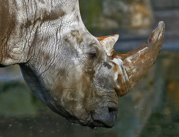 Zbliżenie Zwierząt Zoo — Zdjęcie stockowe