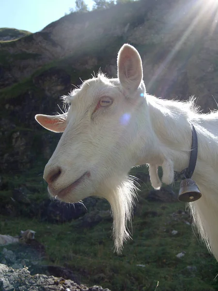 Chèvre Montagne Animal Dans Nature — Photo