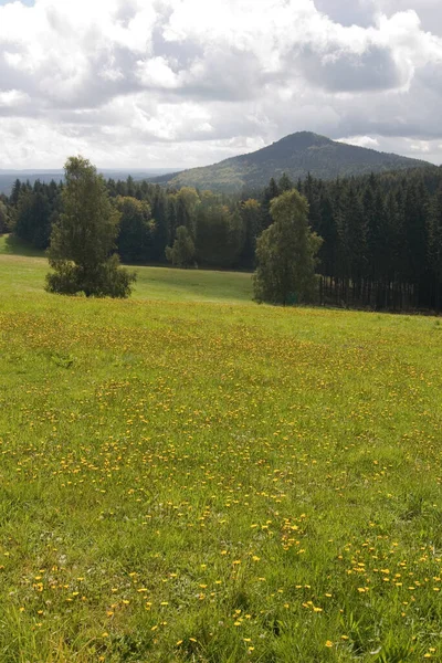 Äng Öppen Livsmiljö Eller Fält Vegeterad Gräs Örter Och Andra — Stockfoto