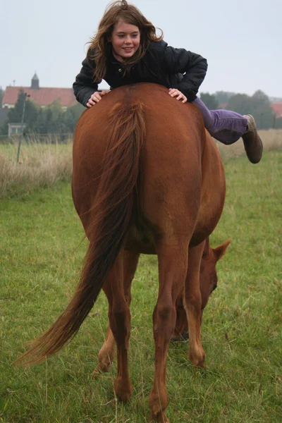 Lindo Caballo Naturaleza Salvaje —  Fotos de Stock