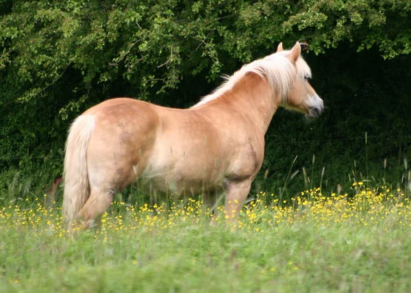 Velignese Kůň Haflinger Plemeno — Stock fotografie
