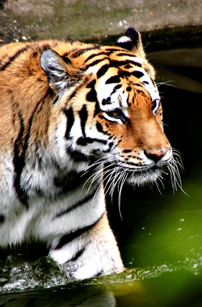 Gestreepte Tijger Dier Roofdier Wilde Kat — Stockfoto