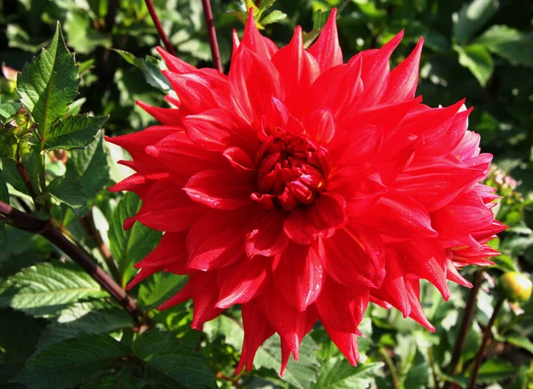 美しい花 花のコンセプトの背景 — ストック写真