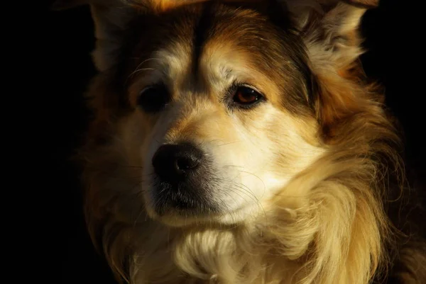 かわいい犬の肖像画 — ストック写真