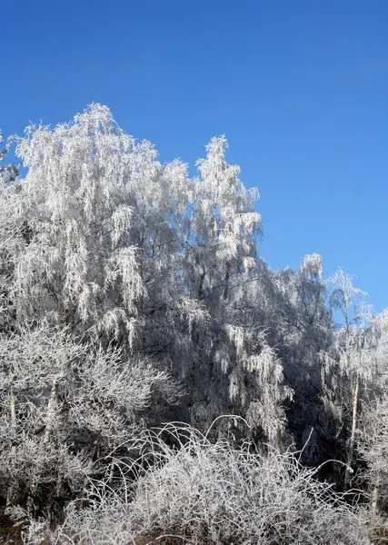 Hermosa Vista Del Paisaje Invierno —  Fotos de Stock