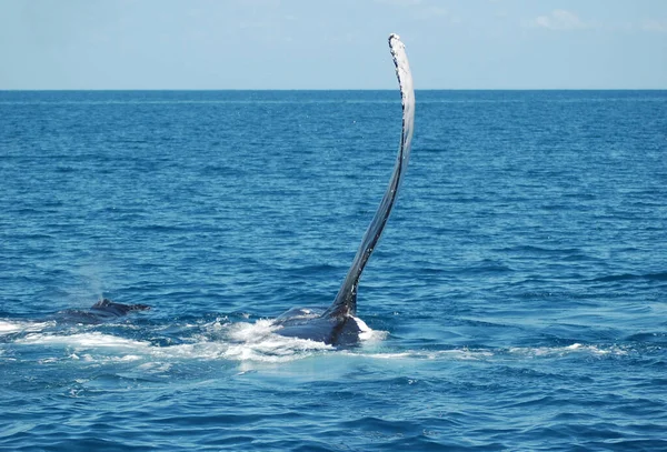 Humpback Ουρά Φάλαινας Στο Νερό Του Ωκεανού Φαλαινών Φάλαινα — Φωτογραφία Αρχείου