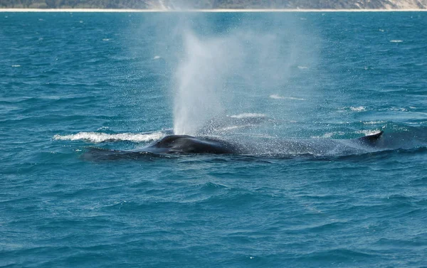 Humpback Whale Tail Ocean Water Baleen Whale — Stock Photo, Image