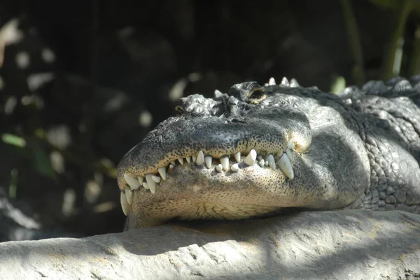 Primer Plano Los Animales Zoológico — Foto de Stock