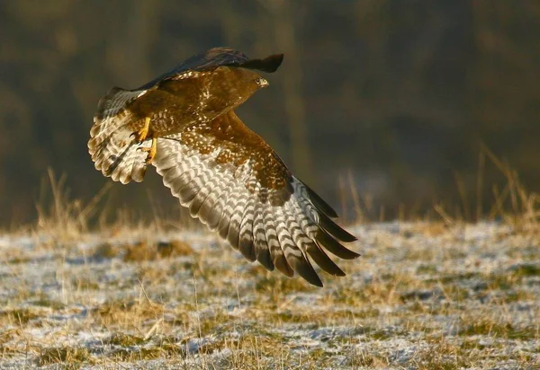 Schilderachtig Uitzicht Prachtige Vogel Natuur — Stockfoto