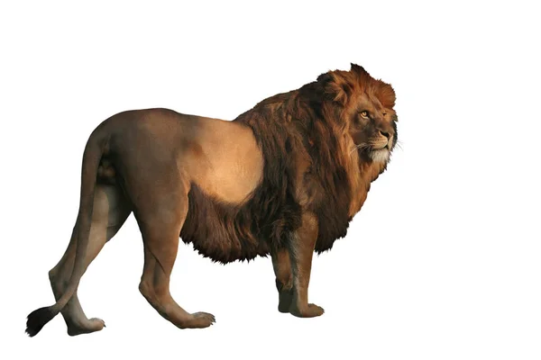 Löwe Panthera Leo Vor Weißem Hintergrund — Stockfoto