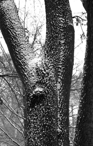 Nature Botany Flora Trees — Stock Photo, Image