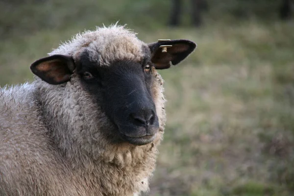 Black Headed Meat Sheep — Stock Photo, Image